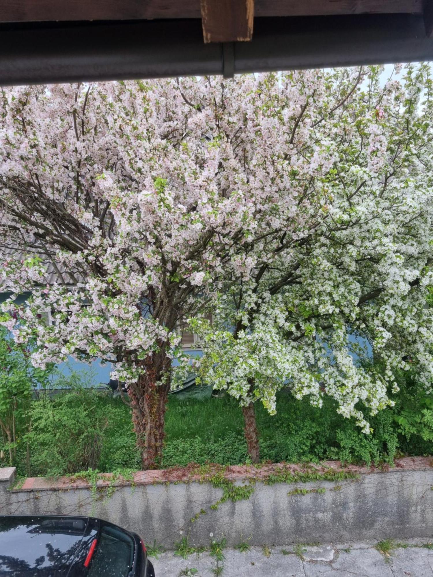 Ferienwohnung Anna Grödig Dış mekan fotoğraf